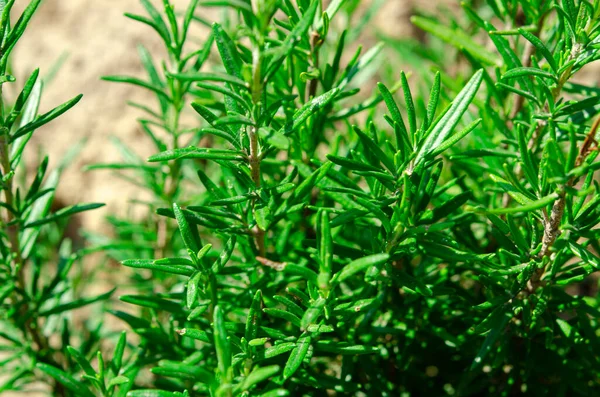 Fiatal Zöld Rozmaringbokrok Nőnek Szabadban Természetes Környezetben — Stock Fotó