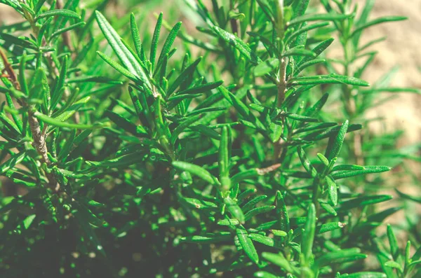 Junge Grüne Rosmarinbüsche Wachsen Freien Natürlicher Umgebung — Stockfoto