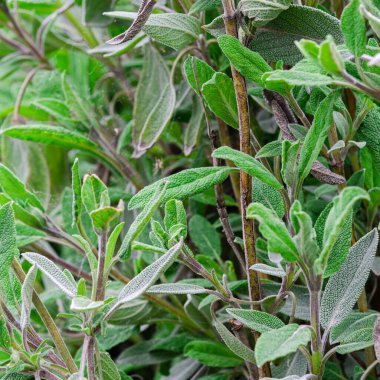 Şifalı bitkiler. Alışılmadık bir ilaç. Tıbbi adaçayı yaprakları