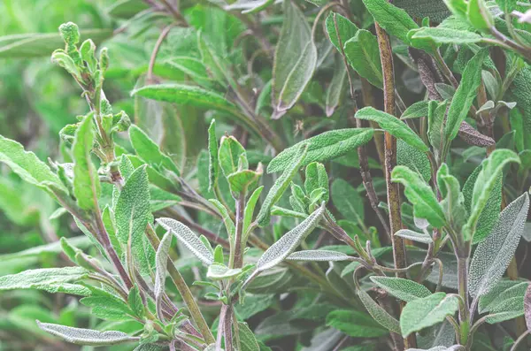 Plantas medicinales y condimentos: hojas jóvenes de salvia — Foto de Stock