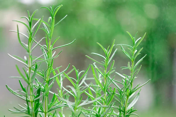 Duftende Kräuter Zweige Grünen Rahmarins Auf Frühlingsgrünem Hintergrund Frisches Rosmarinkraut — Stockfoto