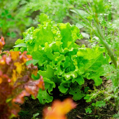 Yağmurdan sonra bahçede çevre dostu taze marul yaprakları. Sağlıklı beslenme. Sağlıklı yemek.