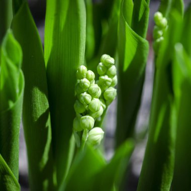 Genç tomurcuklarla vadideki bahar zambakları. Makro