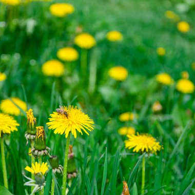 Sarı karahindiba çiçekli bahar yeşili çimenler. Bahar. Arkaplan