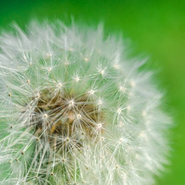 Bahar yeşili bahçede beyaz tüylü karahindiba. Yakın plan.