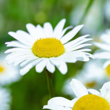 Çiçekler. Yaz bahçesinde beyaz bahçe papatyaları