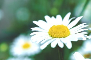 Çiçekler. Yaz bahçesinde beyaz bahçe papatyaları