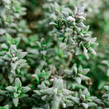 Yeşil limonlu kekik bitkisi, makroyu kapat