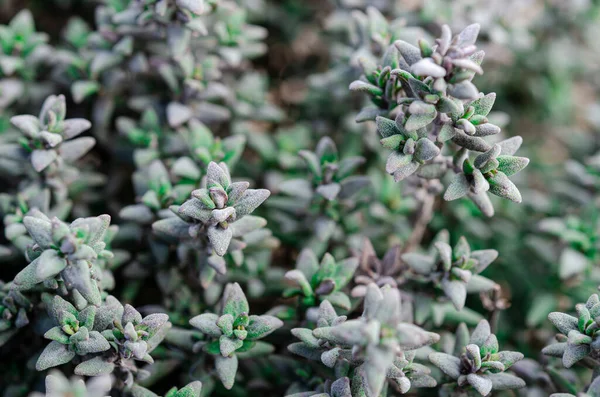 Thymianpflanze wächst im Kräutergarten — Stockfoto