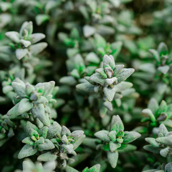 Grüne Zitronen-Thymianpflanze, Makro aus nächster Nähe — Stockfoto