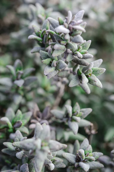 Thymianpflanze wächst im Kräutergarten — Stockfoto