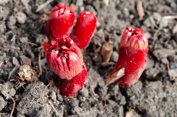 Brotes de arbusto de peonía brillante crecen en una cama en el jardín de primavera en los rayos del sol de primavera — Foto de Stock