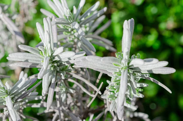 Un arbusto de lavanda con hojas jóvenes crece en un jardín al aire libre — Foto de Stock