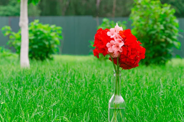 A bouquet of bright red and pink geranium flowers stand in the garden on a green lawn — стоковое фото