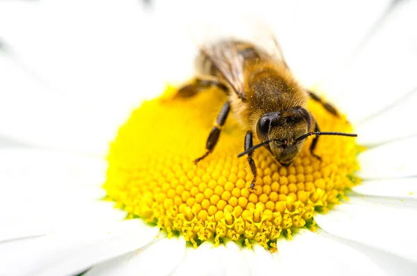 L'ape siede su un fiore di camomilla e raccoglie il nettare Fotografia Stock