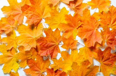 Sonbaharda düşen kırmızı akçaağaç yapraklarının detaylı bir görüntüsü..