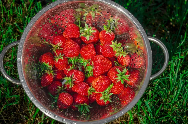 Rote Reife Erdbeeren Edelstahlsieb Werden Unter Wasser Abgespült Landwirtschaft Und — Stockfoto