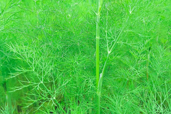 Friss kapor Anethum graveolens nő a növényi ágyon. Éves gyógynövény, Apiaceae család. Friss fűszernövények termesztése — Stock Fotó