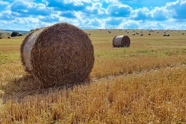 Agriculture field with sky. Rural nature in the farm land. Straw on the meadow. Wheat yellow golden harvest in summer — Stock Photo, Image