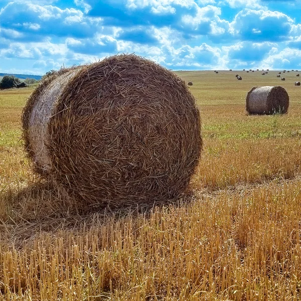 Campo agrícola com céu. Natureza rural na terra da fazenda. Palha no prado. Trigo colheita dourada amarela no verão — Fotografia de Stock