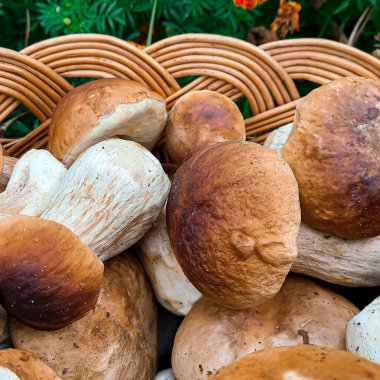 Mantarlar. Mantarlarla dolu bir sepet. Mantar tekmeleme
