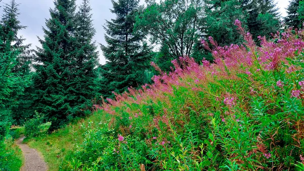 Roze paarse bloem bloeien in de voorkant. Bloemenveld achter — Stockfoto