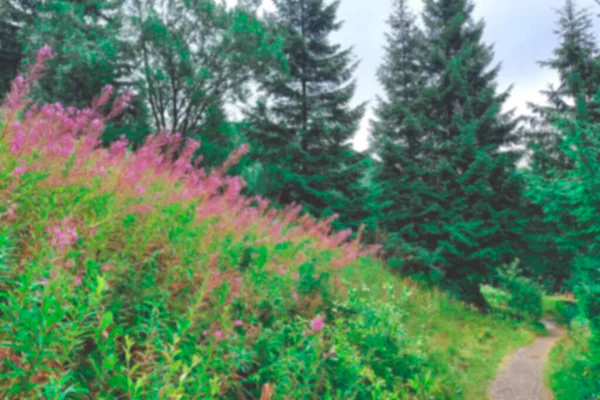 Bulanık Çiçek Açan Şamirion Angustifolium Veya Epilobium Angustifolium Veya Ateş — Stok fotoğraf