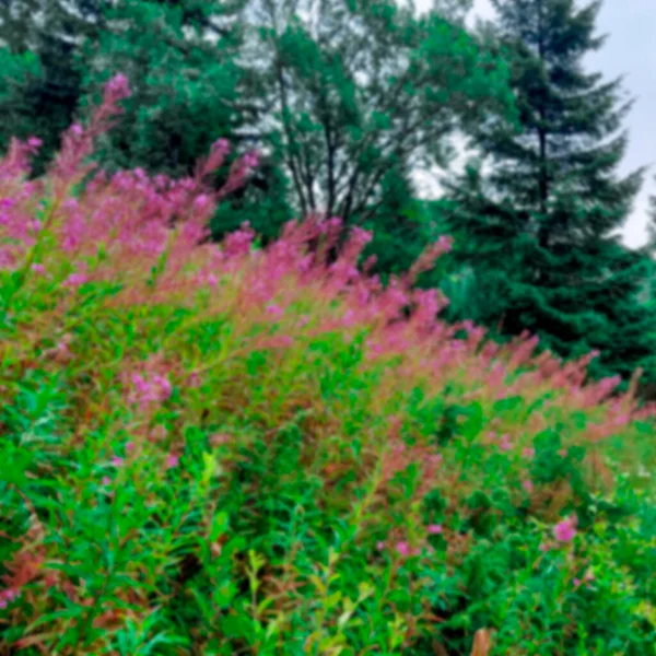 Rozmazaný Kvetoucí Chamaenerion Angustifolium Nebo Epilobium Angustifolium Nebo Ohniště Nebo — Stock fotografie