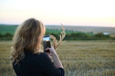 Genç sarışın kadın, yaz akşamları buğday tarlasında telefonuyla kuru bitki saplarının fotoğrafını çekiyor. Gün batımında kırsal alanda çekilmiş kadın fotoğrafı..