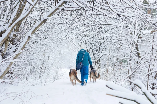 Mujer Joven Con Traje Esquí Azul Caminando Con Dos Pastores — Foto de Stock