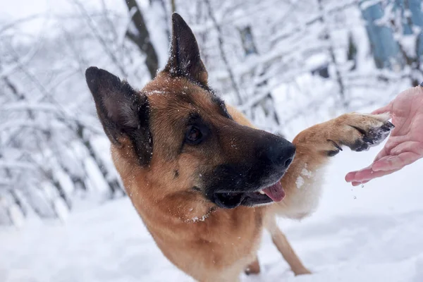 Brown and black german shepherd having fun in winter park forest.Walking the dog in forest on snowy weather. Pet training process. Close-up picture of dog giving his paw to master.