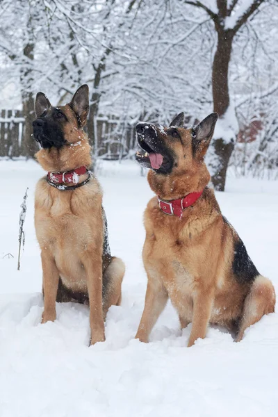 Two Brown Black German Shepherd Having Fun Winter Park Собаки — стоковое фото