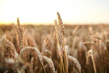 Yazın açık mavi gökyüzüyle birlikte güneş batıyor. Kırsalda yetişen güzel buğday sapları. Tarımın kırsal kesimi. Ekolojik gıda üretimi.