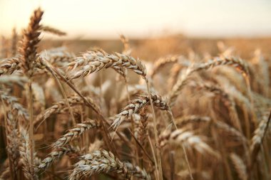 Yazın açık mavi gökyüzüyle birlikte güneş batıyor. Kırsalda yetişen güzel buğday sapları. Tarımın kırsal kesimi. Ekolojik gıda üretimi.