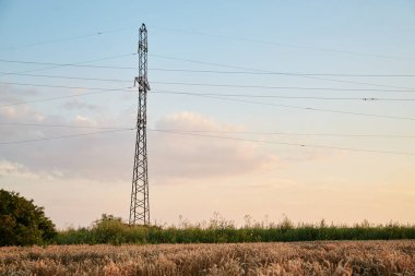 Yazın açık mavi gökyüzüyle birlikte güneş batıyor. Kırsalda yetişen güzel buğday sapları. Tarımın kırsal kesimi. Ekolojik gıda üretimi.