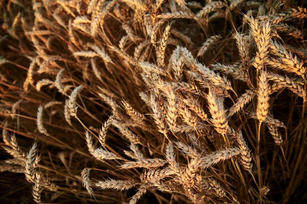 Close Picture Beautiful Wheat Stalks Growing Countryside Agricultural Rural Background Royalty Free Stock Photos