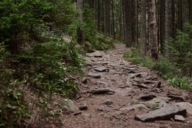 Sonbahar günü dağlarda ağaçların kökleriyle kaplı kayalık doğal patikanın yakın plan resmi. Doğal çevreye kaçış tatili. Dağ Tatil Köyü.