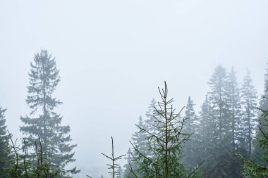Yeşilliklerle kaplı güzel manzara manzarası. Dağlar bulutlu bir sonbahar gününde sisle kaplıdır. Doğal çevreye kaçış tatili. Dağ Tatil Köyü.