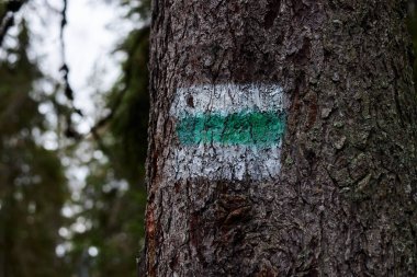 Dağlardaki ağaç gövdesinde yeşil iz var. Doğal çevreye kaçış tatili. Dağ tatil köyü eğlencesi. Yürüyüş, dağın tepesine tırmanma..