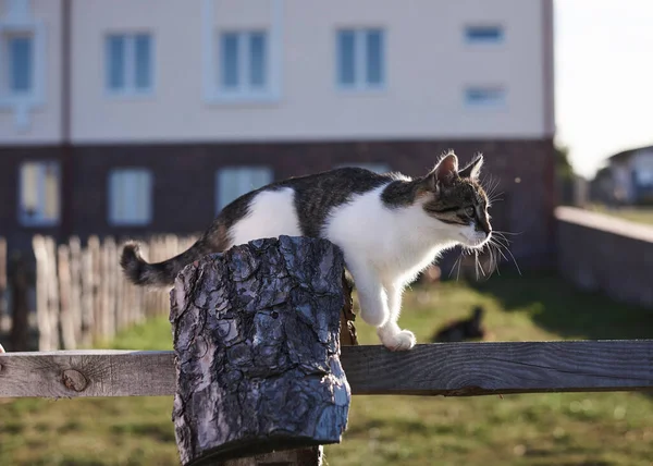 小白猫和灰猫在篱笆上散步 一只小猫在农场里的特写照片 与家畜交流的人 — 图库照片