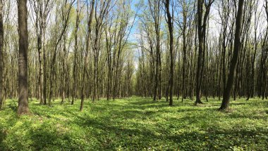 Yeşil ağaçları ve yemyeşil bitkileri olan güzel orman manzarası. Ormandaki doğal manzara. Hafta sonu açık hava. Doğanın ve temiz havanın tadını çıkar. Çevre koruma kavramı. Vahşi bölgelerde çevre turizmi.
