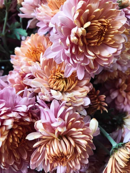 Crisântemo Foto Padrão Fechar Flores Fundo Textura Com Flores Outono — Fotografia de Stock