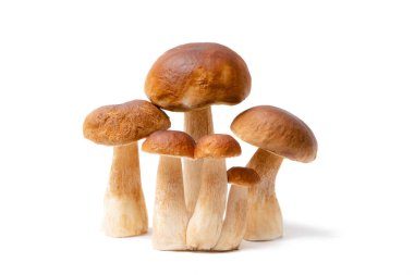 Boletus Edulis 'in kahverengi şapkalı grubu beyaz arka planda izole edildi. Mutfakta yenilebilir mantarlar var. Kimse.