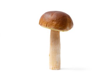 Tek kahverengi şapka Boletus Edulis beyaz arka planda izole edilmiş. Çiğ, yenilebilir mantar. Kimse.
