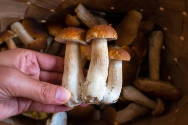 Boltetus edulis 'i ormanda bir sepet dolusu mantarın yanında tutarak. Sonbaharda ormanda mantar toplama mevsimi.