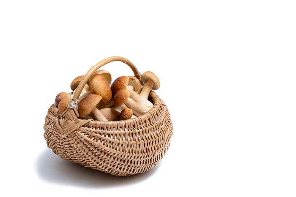 Full Wicker Basket Boletus Edulis Isolated White Background Edible Mushroom — Stock Photo, Image