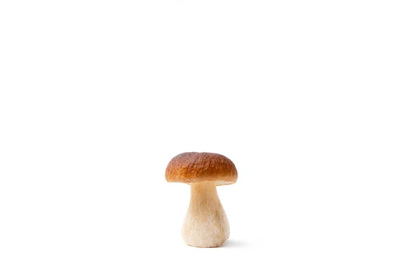 Berretto Singolo Marrone Boletus Edulis Isolato Fondo Bianco Fungo Crudo — Foto Stock