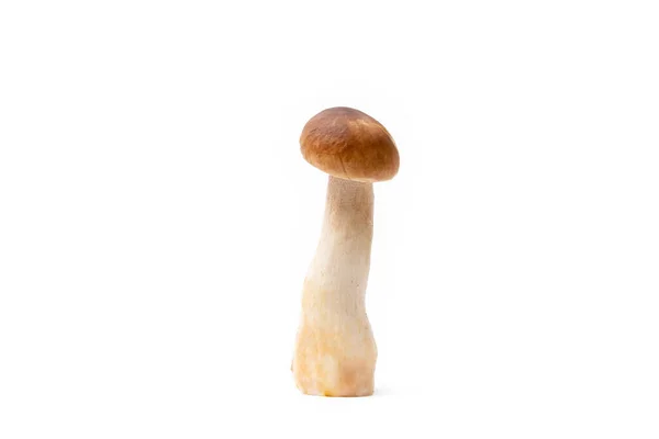 Μονό Καφέ Καπάκι Boletus Edulis Απομονωμένο Λευκό Φόντο Ωμό Βρώσιμο — Φωτογραφία Αρχείου