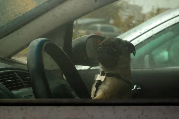 Großaufnahme Eines Kleinen Hundes Der Allein Auto Zurückgelassen Wurde Einsamer — Stockfoto