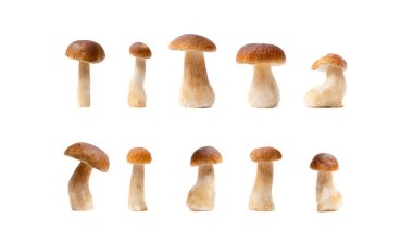 Boletus Edulis 'in kahverengi şapkası beyaz arka planda izole edilmiş. Yenilebilir mantar çeşitleri. Kimse.
